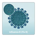 Influenza_B