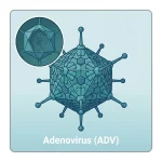 ADV